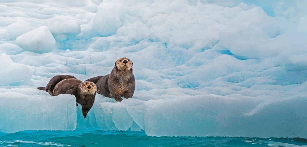 Two sea otters rest on a floating ice sheet above turquoise water. The icy background highlights the otters' curious expressions.