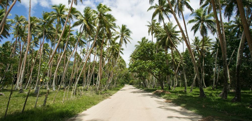 A dirt road lined with tall palm trees, creating a tropical and serene atmosphere.