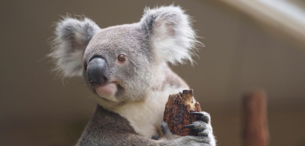 A koala with fluffy ears and a gray fur coat is holding onto a tree, looking to the side. The background is blurred, creating a serene, natural atmosphere.