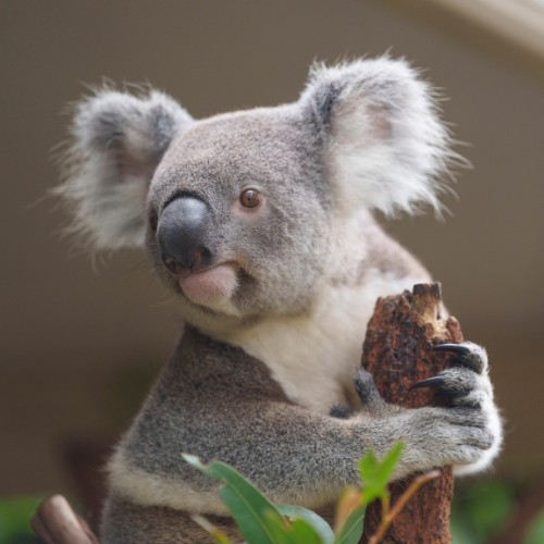 A fluffy koala clings to a branch, gazing to the side with a serene expression. Soft, grey fur contrasts with the green leaves below.
