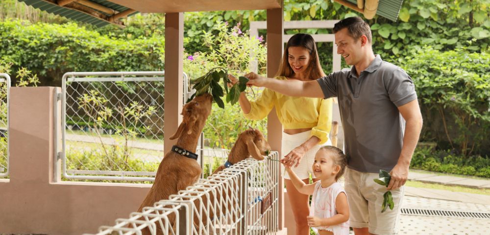 A family of three joyfully feeds green leaves to goats over a fence. The scene is set in a lush, green outdoor area, radiating happiness and connection.