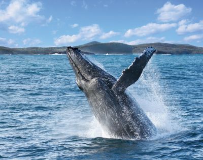 A majestic humpback whale breaches above the ocean surface with splashing water, set against a backdrop of rolling hills and a bright, cloudy sky.