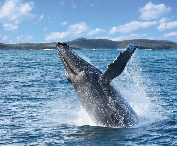 A majestic humpback whale breaches above the ocean surface with splashing water, set against a backdrop of rolling hills and a bright, cloudy sky.