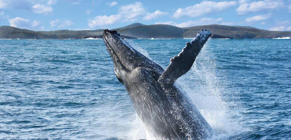 A majestic humpback whale breaches above the ocean surface with splashing water, set against a backdrop of rolling hills and a bright, cloudy sky.