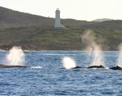 Four whales exhale spouts of misty spray in the ocean, with a white lighthouse and green hill in the background, creating a serene coastal scene.