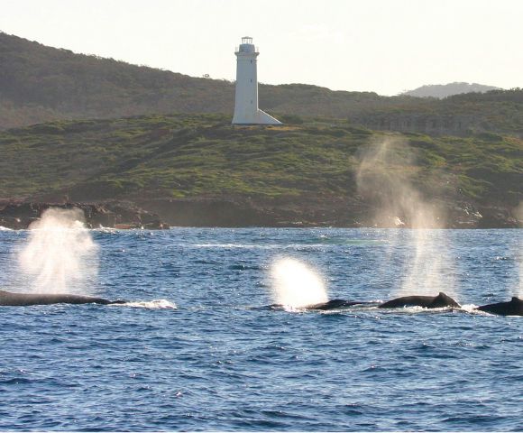 Four whales exhale spouts of misty spray in the ocean, with a white lighthouse and green hill in the background, creating a serene coastal scene.
