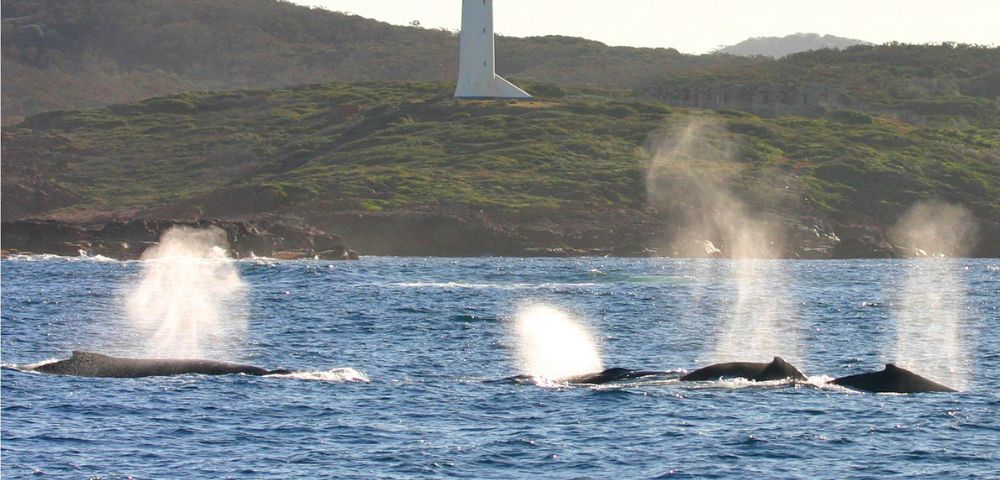Four whales exhale spouts of misty spray in the ocean, with a white lighthouse and green hill in the background, creating a serene coastal scene.