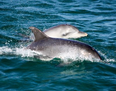 Two dolphins swimming through vibrant blue ocean water, one dolphin partially in view. Their sleek bodies create small splashes, conveying a sense of playfulness.