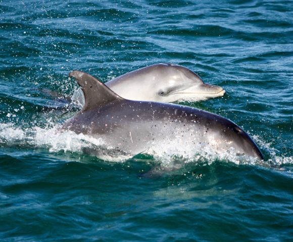 Two dolphins swimming through vibrant blue ocean water, one dolphin partially in view. Their sleek bodies create small splashes, conveying a sense of playfulness.