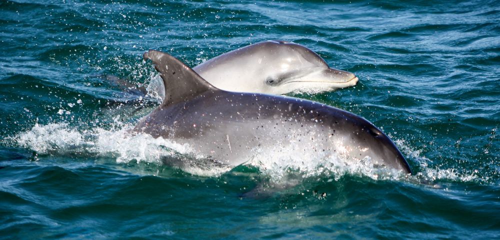 Two dolphins swimming through vibrant blue ocean water, one dolphin partially in view. Their sleek bodies create small splashes, conveying a sense of playfulness.