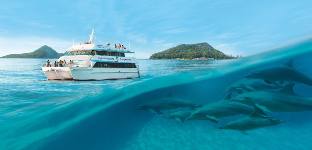 A tour boat with passengers sails on clear blue water near a lush, hilly island. Below the surface, a pod of dolphins swims gracefully. The scene conveys adventure and serenity.