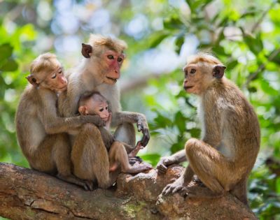 Four monkeys sit closely on a tree branch in a lush green forest. Three embrace a baby monkey, conveying a sense of family and warmth.