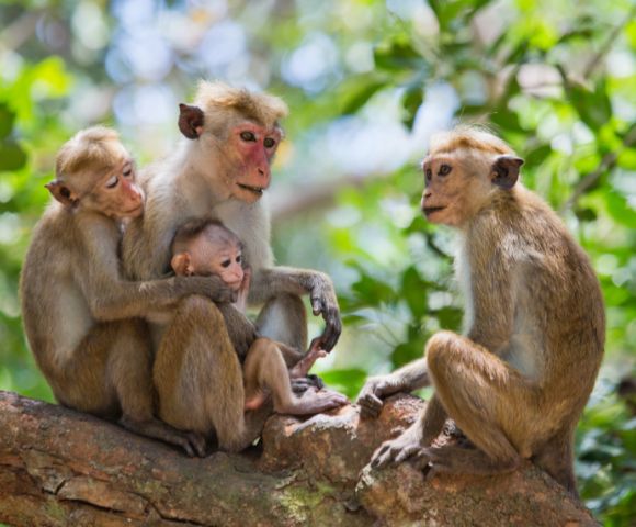 Four monkeys sit closely on a tree branch in a lush green forest. Three embrace a baby monkey, conveying a sense of family and warmth.