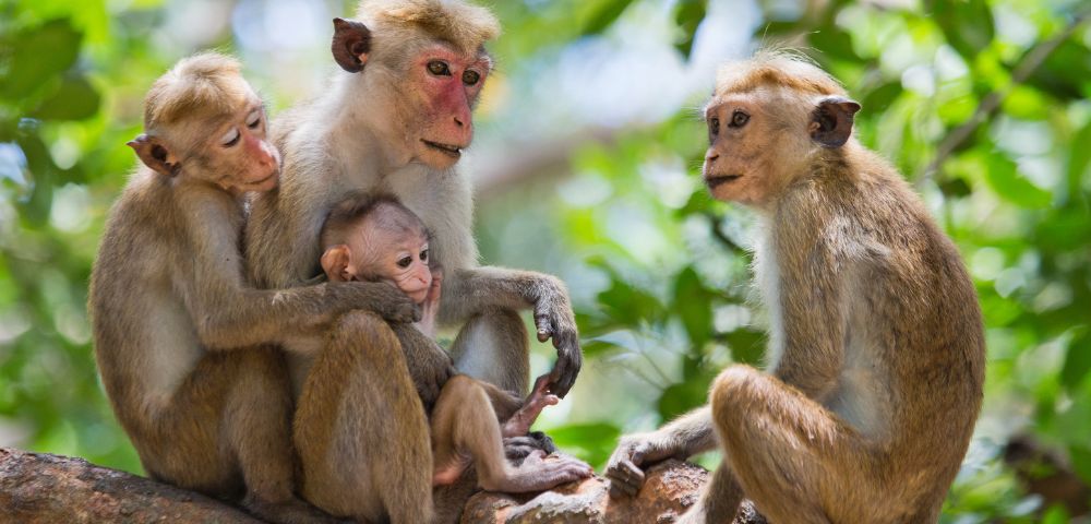 Four monkeys sit closely on a tree branch in a lush green forest. Three embrace a baby monkey, conveying a sense of family and warmth.
