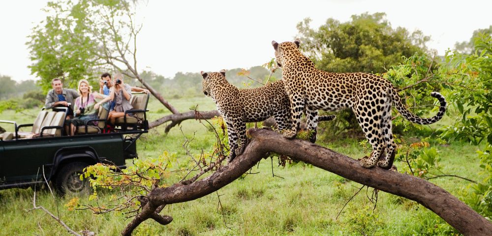 Two leopards stand on a tree branch in a lush green safari setting, with a group of tourists in a nearby jeep capturing photos, conveying excitement and adventure.