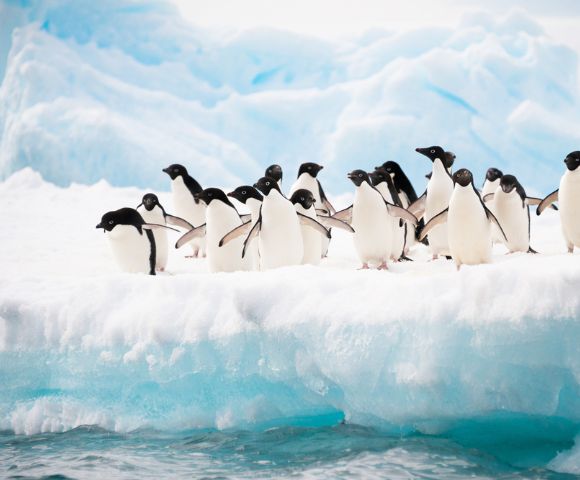A group of penguins huddled on an ice floe, surrounded by blue icy formations. The scene conveys a sense of camaraderie and the chill of the polar environment.