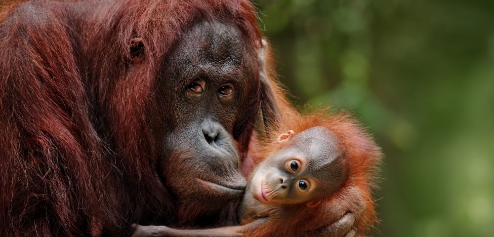 A mother orangutan gently cradles her baby in lush greenery. The mother gazes calmly with deep eyes, while the baby looks curiously at the camera.