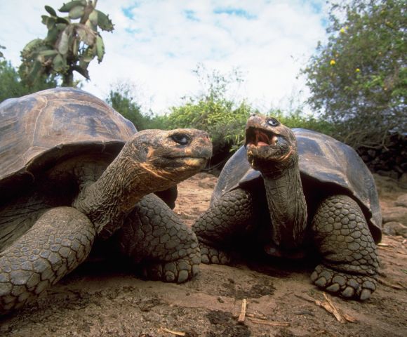 Two large tortoises on a sandy path, one with its mouth open, surrounded by lush greenery and a partially cloudy sky, creating a serene atmosphere.