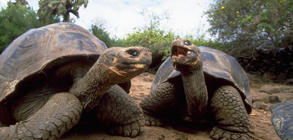 Two large tortoises on a sandy path, one with its mouth open, surrounded by lush greenery and a partially cloudy sky, creating a serene atmosphere.