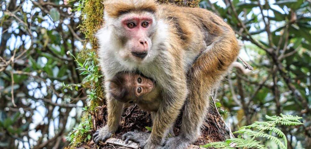 An adult monkey stands on a tree branch with dense green foliage in the background, while a small baby monkey clings closely underneath its body.