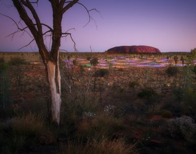 Twilight view of a vast desert landscape with sparse vegetation and colorful wildflowers. A prominent tree in the foreground and a large rock formation in the distance.