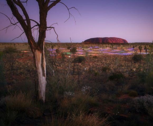 Twilight view of a vast desert landscape with sparse vegetation and colorful wildflowers. A prominent tree in the foreground and a large rock formation in the distance.