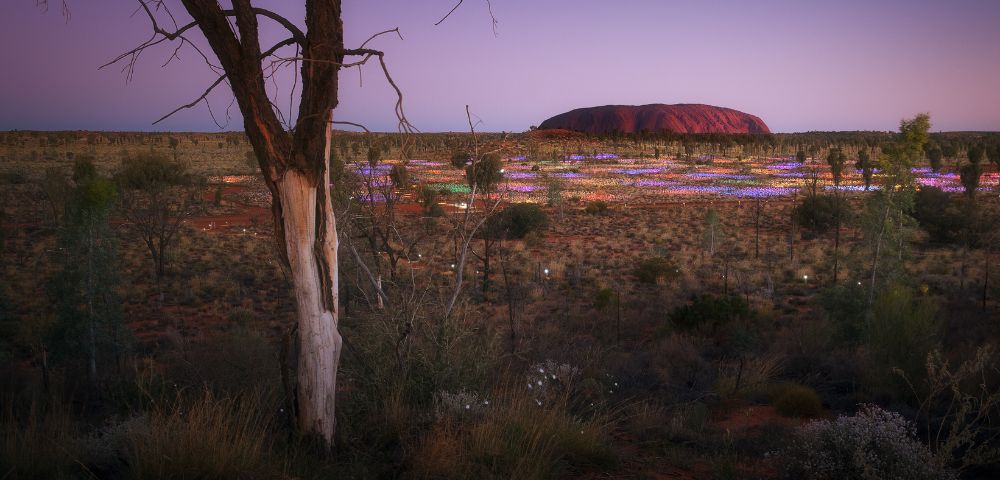 Twilight view of a vast desert landscape with sparse vegetation and colorful wildflowers. A prominent tree in the foreground and a large rock formation in the distance.