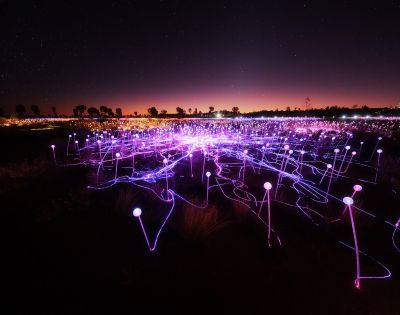 A field of glowing purple lights on white stems under a starry night sky, creating a magical and serene atmosphere. Trees silhouette against a warm horizon.