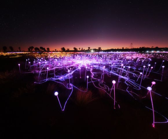 A field of glowing purple lights on white stems under a starry night sky, creating a magical and serene atmosphere. Trees silhouette against a warm horizon.