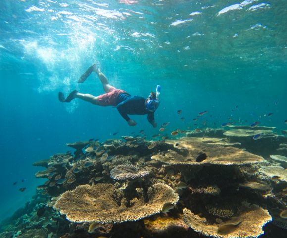 A snorkeler explores vibrant coral reefs underwater, surrounded by clear blue-green water and small fish, conveying a sense of adventure and tranquility.