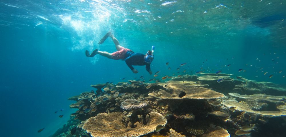 A snorkeler explores vibrant coral reefs underwater, surrounded by clear blue-green water and small fish, conveying a sense of adventure and tranquility.