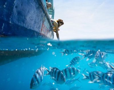 A person leans over the side of a boat, peering into clear blue water filled with striped fish swimming near the surface on a sunny day.