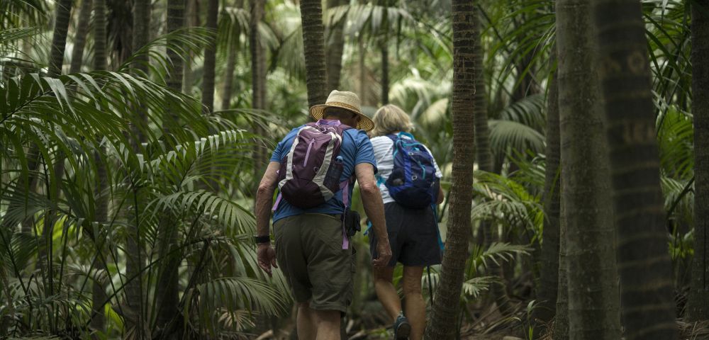 A couple wearing backpacks hikes through a dense tropical forest, surrounded by tall palm trees, conveying a sense of adventure and exploration.