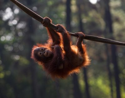 A young orangutan playfully hangs from a tree branch in a lush forest. Sunlight filters through the trees, highlighting its reddish fur.