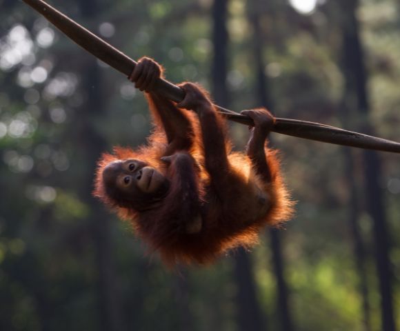 A young orangutan playfully hangs from a tree branch in a lush forest. Sunlight filters through the trees, highlighting its reddish fur.