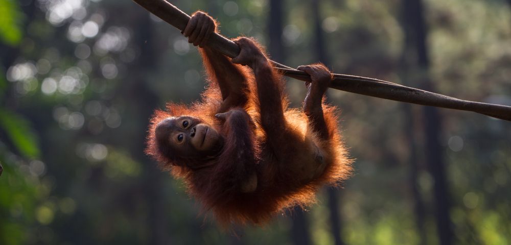 A young orangutan playfully hangs from a tree branch in a lush forest. Sunlight filters through the trees, highlighting its reddish fur.
