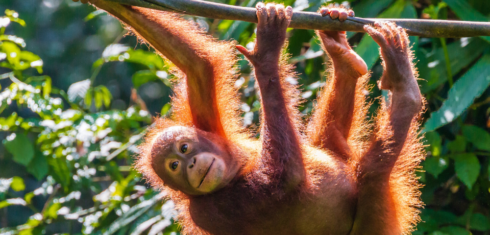 18 Day Best of Malaysia, Borneo & Singapore Tour Image 1