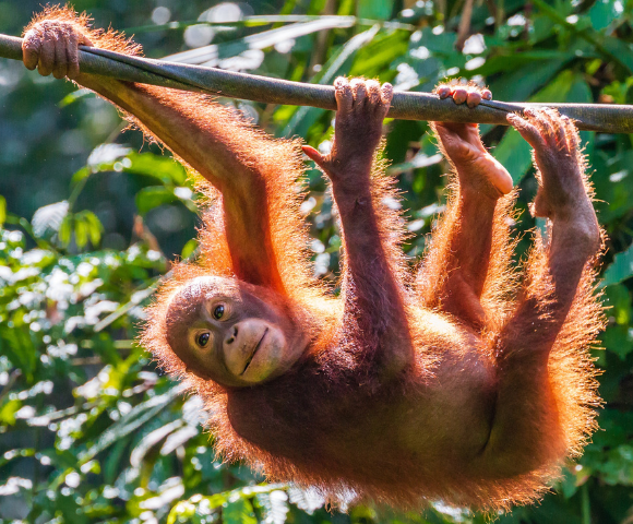 18 Day Best of Malaysia, Borneo & Singapore Tour Image 1