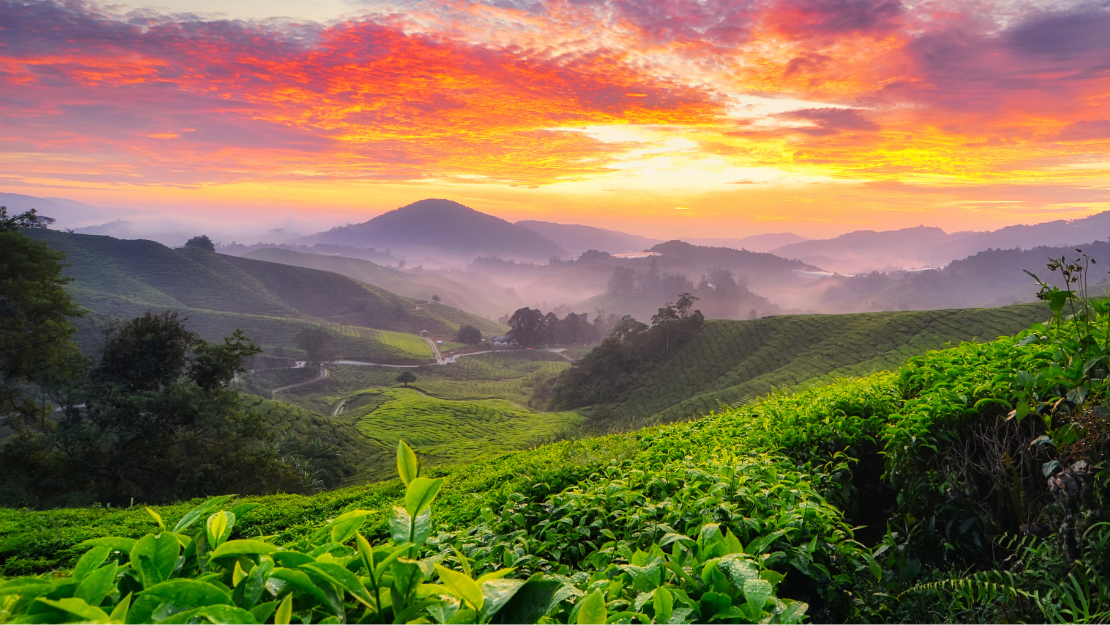 Print Stylesheet Image