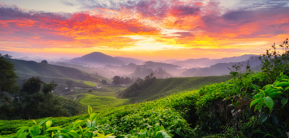 18 Day Best of Malaysia, Borneo & Singapore Tour Main Image