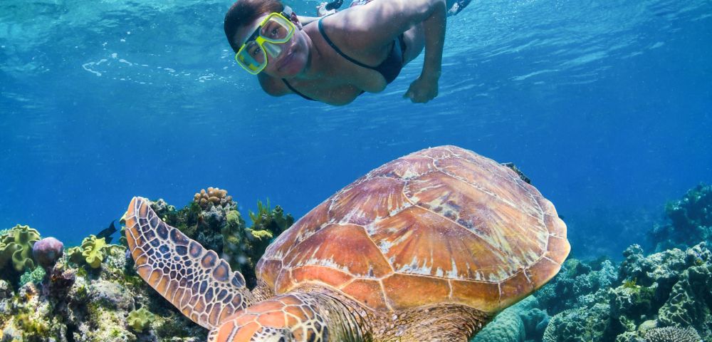 A snorkeler in clear blue water swims above a large sea turtle near vibrant coral reefs, conveying a sense of adventure and marine wonder.