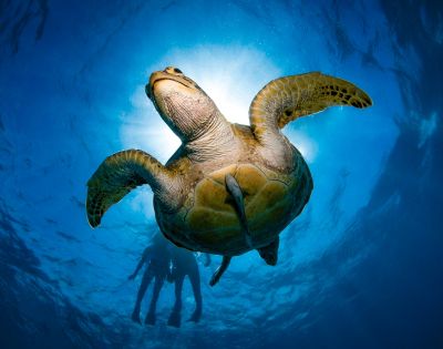 A sea turtle glides gracefully underwater, silhouetted against sunlight filtering through the blue ocean. Two divers are visible in the blurry background.