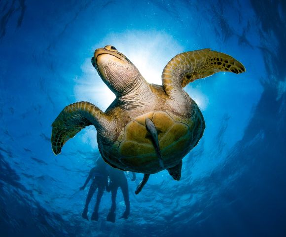 A sea turtle glides gracefully underwater, silhouetted against sunlight filtering through the blue ocean. Two divers are visible in the blurry background.