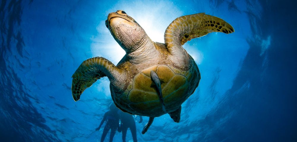 A sea turtle glides gracefully underwater, silhouetted against sunlight filtering through the blue ocean. Two divers are visible in the blurry background.