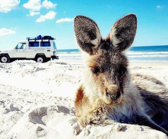 Kangaroo lounging on a sandy beach with a white SUV parked in the background near the ocean. Bright blue sky and fluffy clouds add to the serene vibe.
