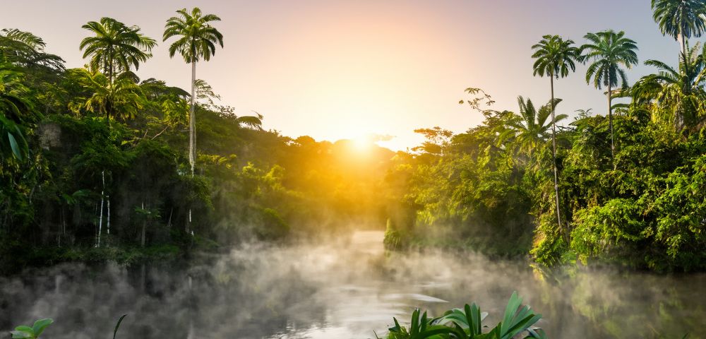 Sunrise over a lush tropical rainforest with tall palm trees and mist rising from a calm river, creating a serene and tranquil atmosphere.