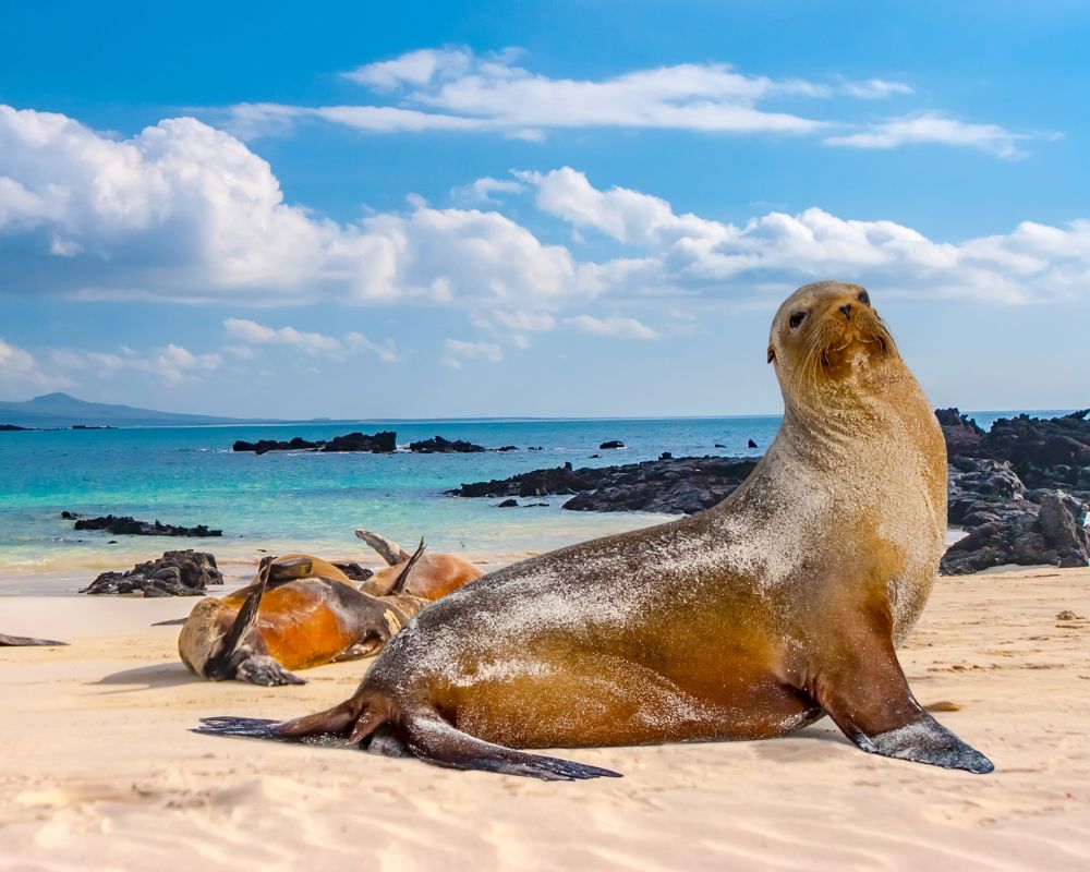 A group of sea lions bask on a sunny beach with turquoise water and rocky formations in the background. The scene conveys tranquility and natural beauty.