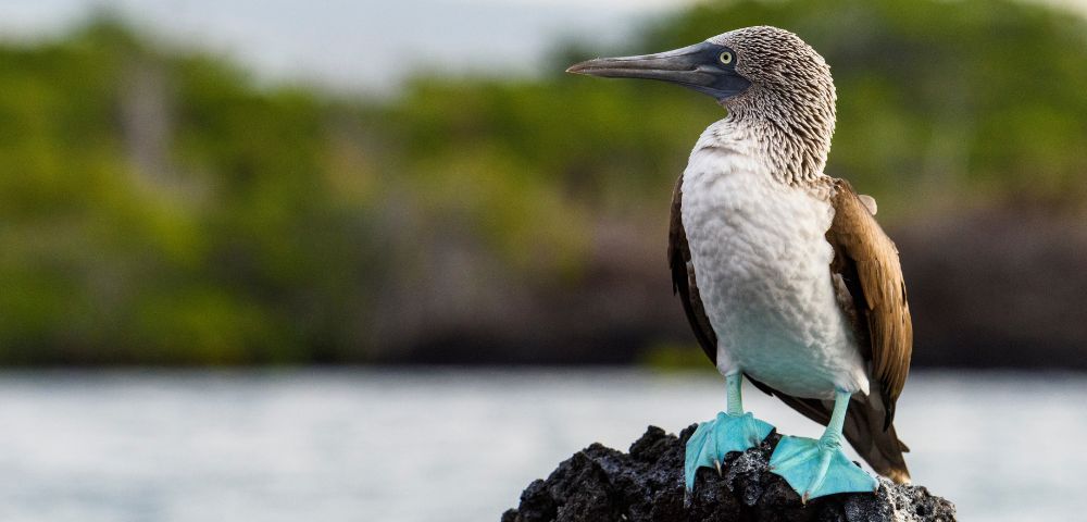 A blue-footed booby with bright turquoise feet stands on a rock with a blurred green and blue background, conveying a serene and natural setting.