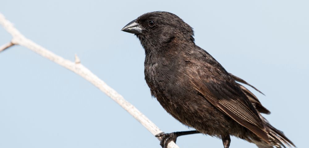 Black finch perched on a thin, pale branch against a clear blue sky. The bird's dark feathers and sharp beak stand out, evoking a calm, natural setting.