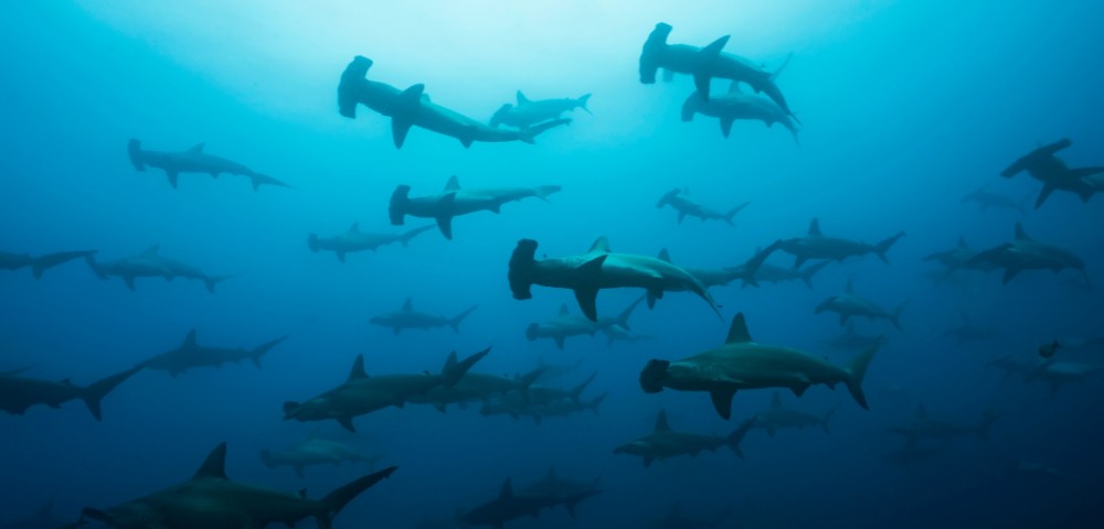 A large school of hammerhead sharks swims in deep blue ocean water, creating an eerie yet majestic scene. Light filters through, casting shadows.